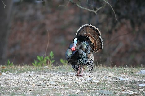 Texas Hunting: Turkey Hunting Season in Texas