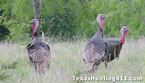 Spring Turkey Hunting in Texas!