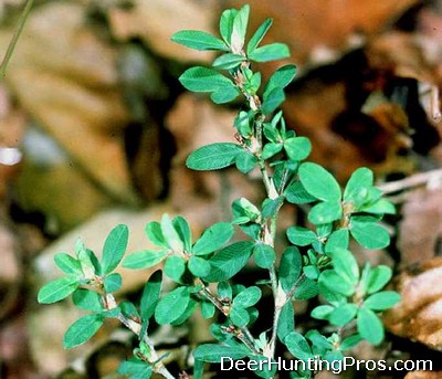 Lespedeza striata for Whitetail Deer Hunting Food Plots