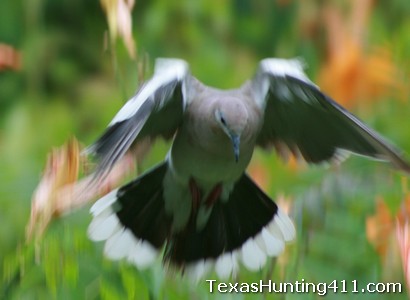 Texas Dove Hunting Season