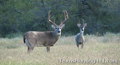 Culling Bucks Through Deer Hunting as a Deer Management Technique