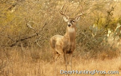 Deer Hunting for Whitetail Deer Management in Texas