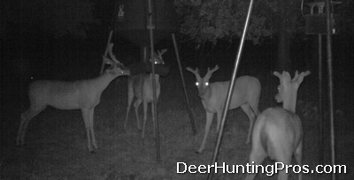 Deer Hunting Small Acreage