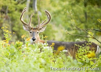 Deer Hunting in Texas - CWD in Whitetail Deer