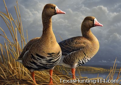 Duck Hunting: Get Your Stamp in Katy, Texas