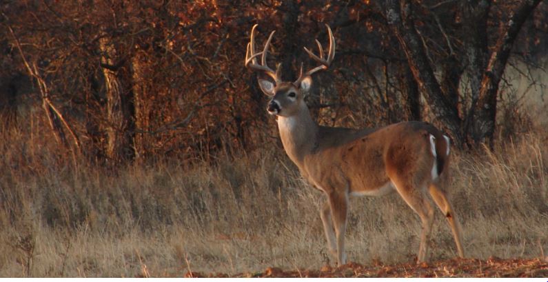 Hunting at Garner State Park