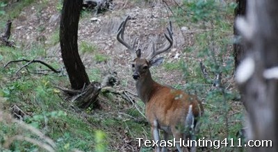 Texas Bow Hunting Season for Whitetail Deer Opens Soon