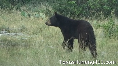 Black Bears are in Texas