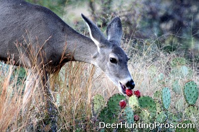 deer eat