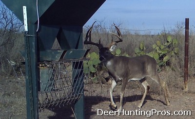 Deer Hunting: Feeding Record Rack Protein Pellets to Whitetail