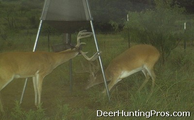 Game Camera Placement, Feeder Pen Size for Deer Hunting