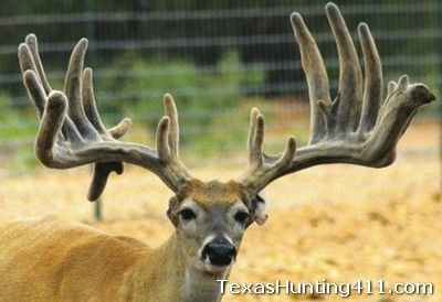 Deer Smuggling in Texas: Case Made on Illegal Transport of Whitetail