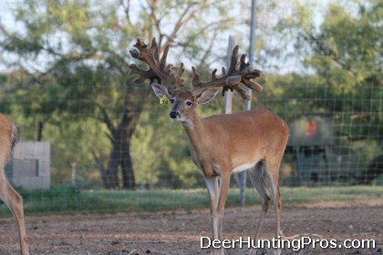 The Biggest Whitetail Yearling Buck Ever? 320+ Boone and Crockett Inches