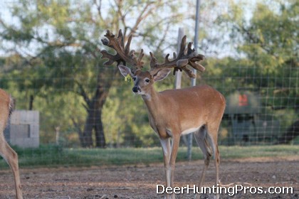 Deer Breeding: Largest Yearling Whitetail Buck Ever?