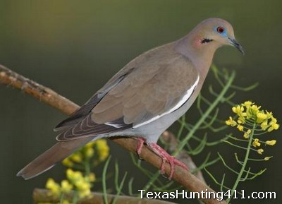 Longoria Unit Hunting - Las Palomas WMA