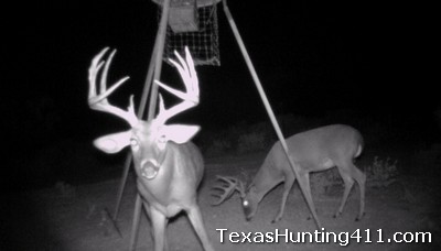 Whitetail Deer Hunting in South Texas: Habitat is the Key