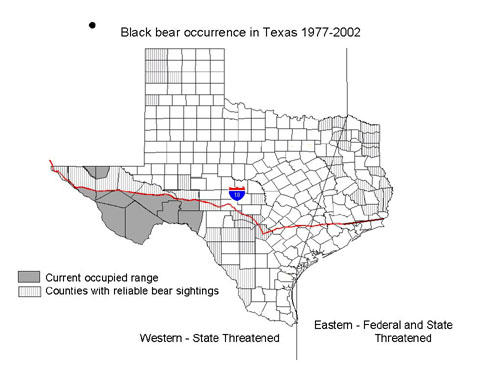 Black Bears in Texas: On the Move!