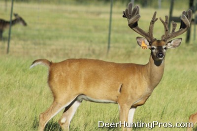 Deer Hunting in Texas: Shooting Bucks and Does with Ear Tags