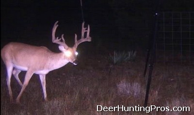 Deer Lease Lampasas County: Good Deer Hunting for Whitetail