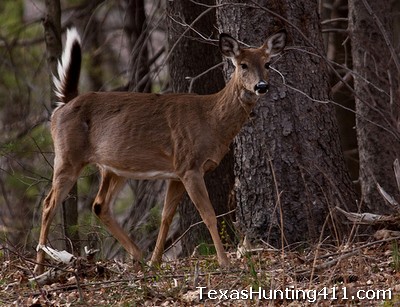 Treestand Safety