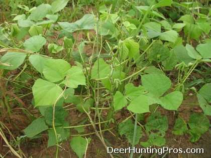 Lab lab Food Plots for Deer Hunting and Management