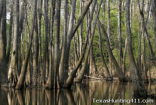 Wetland Habitat Management for Waterfowl and Duck Hunting in Texas