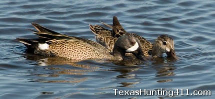 Texas Teal Season 2011