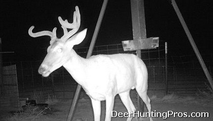 Deer Hunting: Culls Bucks for Deer Management