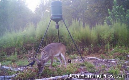 Deer Hunting in East Texas: Deer Lease Covered in Whitetail!