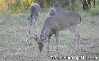 Deer Hunting in Texas