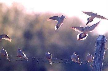 Dove Hunting in Texas