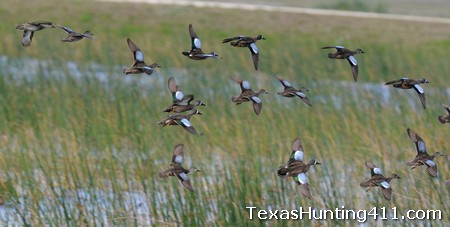 Texas Teal Hunting Season and Bag Limits