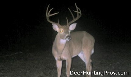 Whitetail Deer Hunting in Texas: Navarro County  Deer Lease