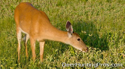 Whitetail Deer Nutrition - Deer Hunting