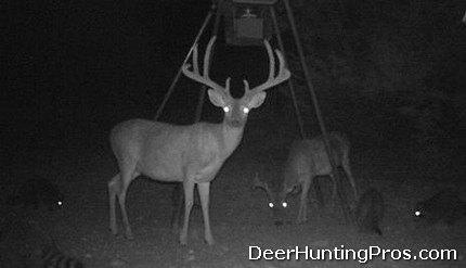 Deer Hunting in Gillespie County, Texas