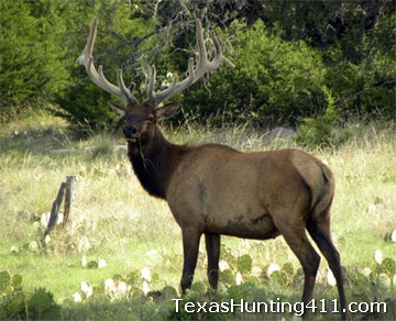 Elk Hunting in Texas: CWD Testing a Must