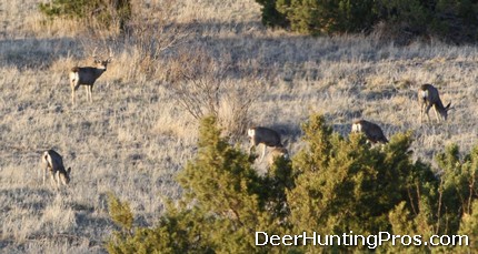 Mule Deer Hunting at Caprock Canyons State Park