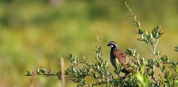 Bobwhite Quail in Texas