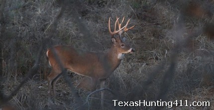 Deer Hunting in South Texas: Are Spike Bucks Cull Bucks?