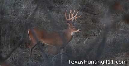 spike deer in tx