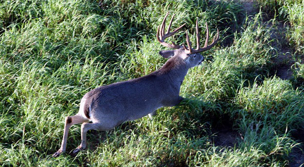 Helicopter Deer Surveys for Whitetail Deer Management