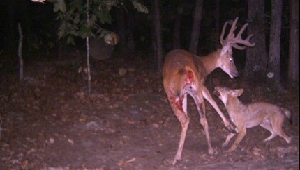 Coyotes Kill Buck Deer