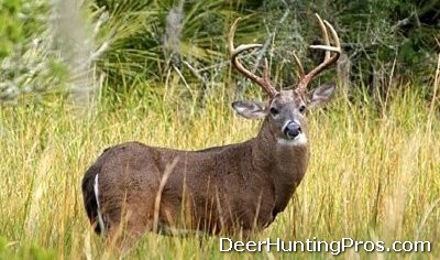 Whitetail Deer Hunting