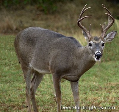 CWD Mississippi