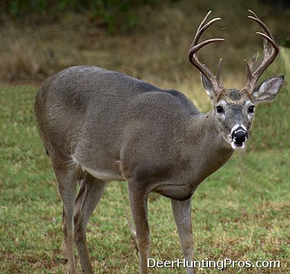 Whitetail Deer Hunting on Small Acreage - Improve Deer Hunting