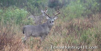 Deer Hunting in South Texas - Hunting the Whitetail Rut
