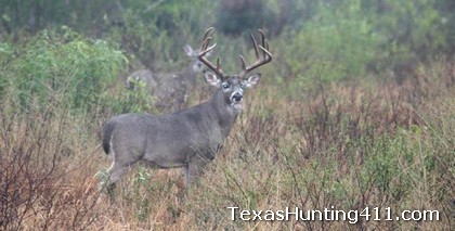 South Texas Whitetail Deer