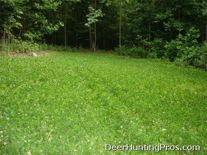 Food Plots for Whitetail Deer Hunting