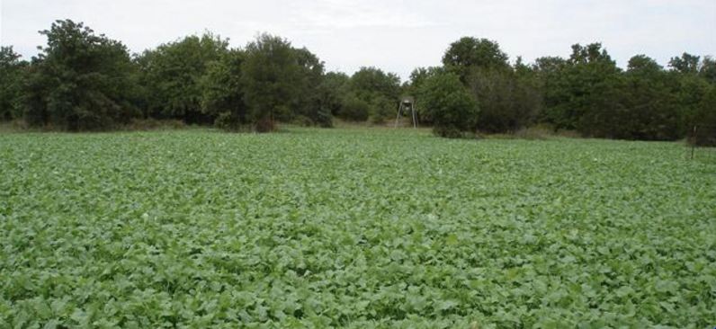 Food Plots for Deer Hunting