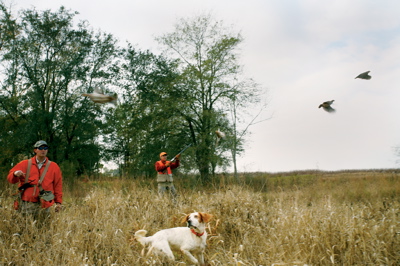 Quail in Texas